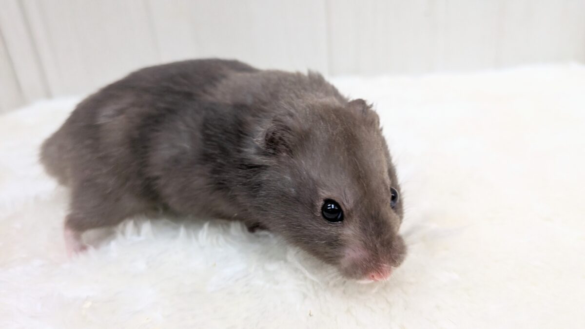 ゴールデンハムスター