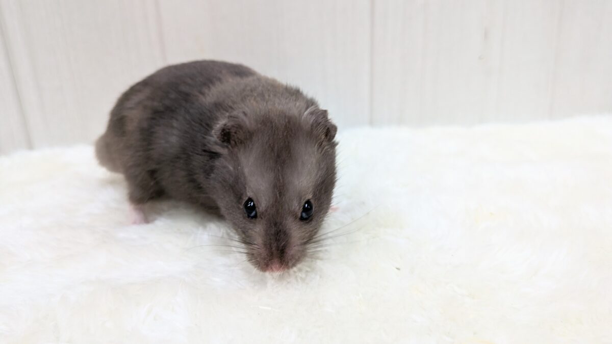 ゴールデンハムスター