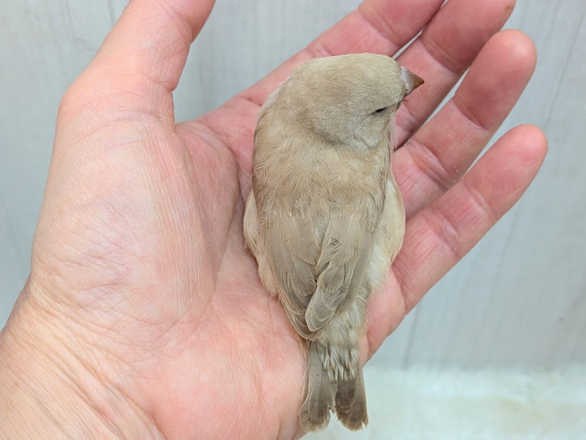 ちょっと大きめきな粉餅〜、ジャンボキンカ鳥さん ジャンボキンカチョウ