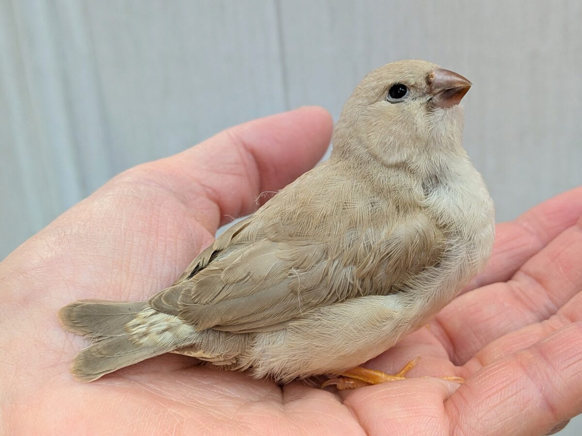 ちょっと大きめきな粉餅〜、ジャンボキンカ鳥さん ジャンボキンカチョウ