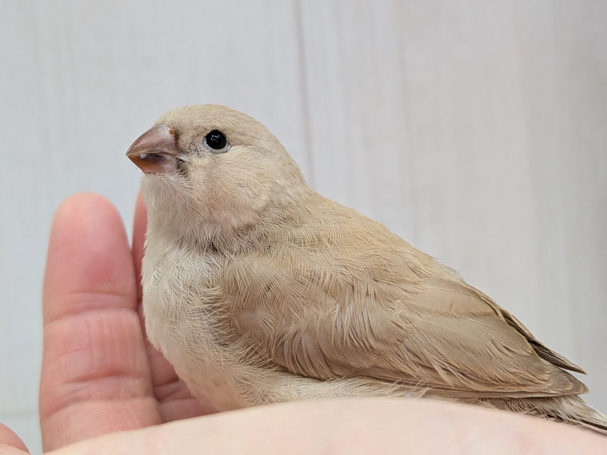 ちょっと大きめきな粉餅〜、ジャンボキンカ鳥さん ジャンボキンカチョウ