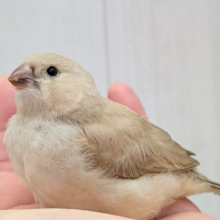 ちょっと大きめきな粉餅〜、ジャンボキンカ鳥さん