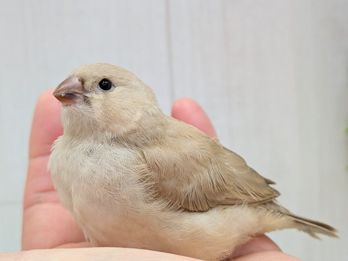 ちょっと大きめきな粉餅〜、ジャンボキンカ鳥さん