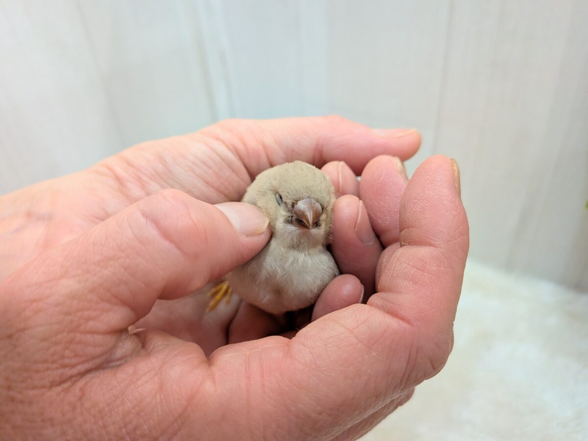 ちょっと大きめきな粉餅〜、ジャンボキンカ鳥さん ジャンボキンカチョウ