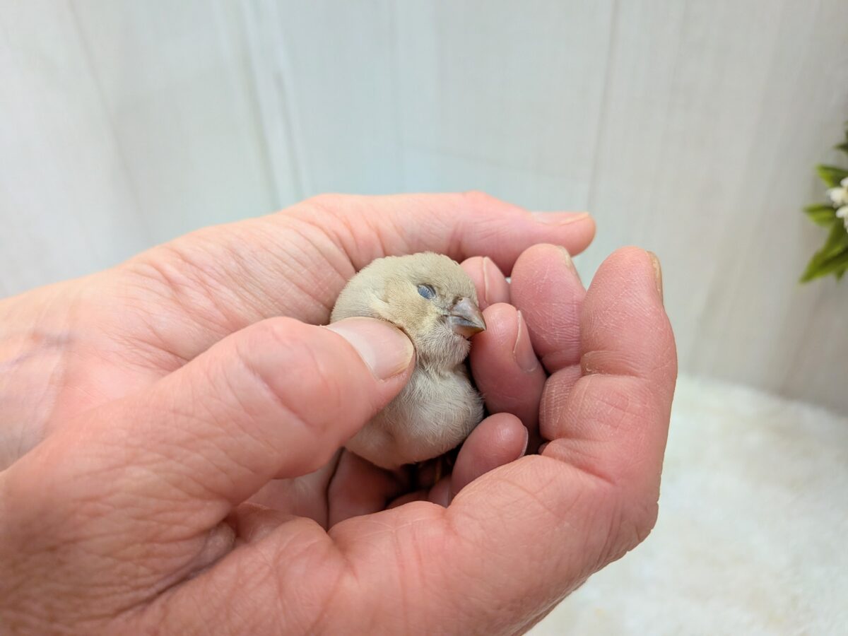 ちょっと大きめきな粉餅〜、ジャンボキンカ鳥さん ジャンボキンカチョウ