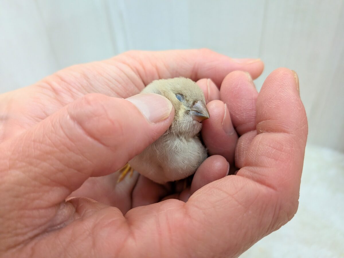 ちょっと大きめきな粉餅〜、ジャンボキンカ鳥さん ジャンボキンカチョウ