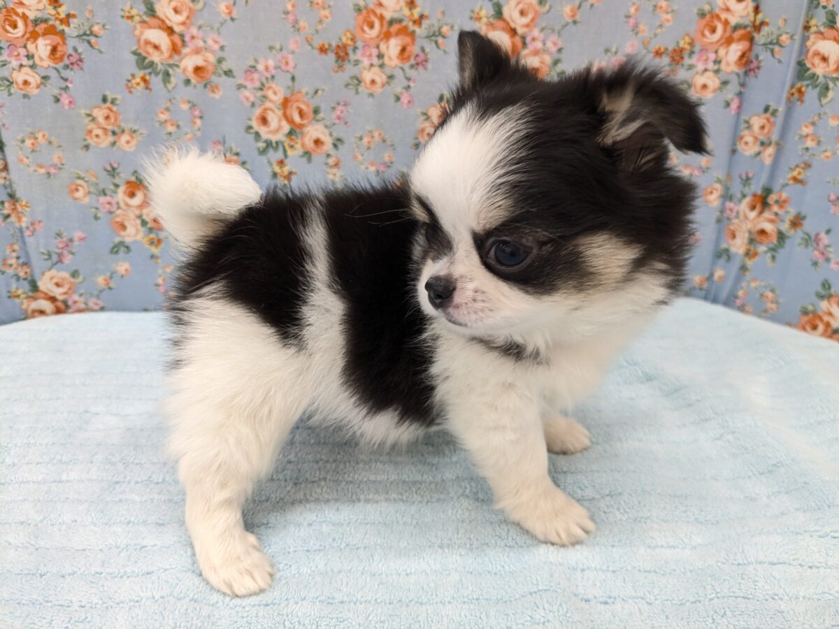 はい!みんなボクに注目💙✨ ロングコートチワワの男のコ 2026/6/10撮影 チワワ
