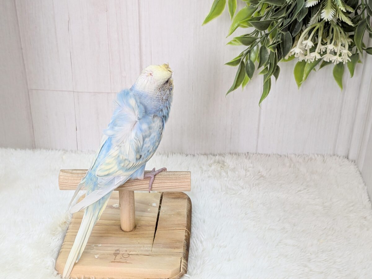 くるんくるんのかまってちゃん🌀梵天セキセイインコさん 梵天セキセイインコ