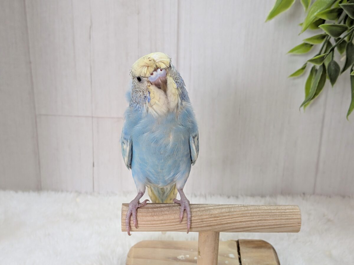 くるんくるんのかまってちゃん🌀梵天セキセイインコさん 梵天セキセイインコ