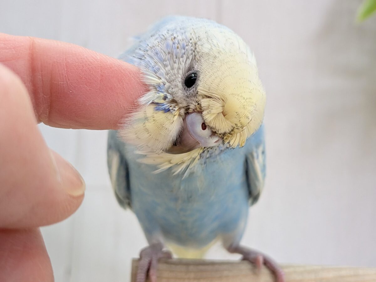 くるんくるんのかまってちゃん🌀梵天セキセイインコさん 梵天セキセイインコ