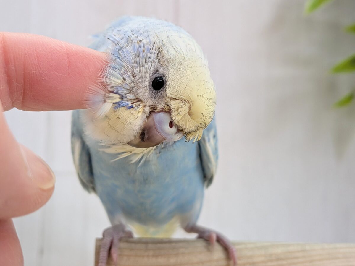 くるんくるんのかまってちゃん🌀梵天セキセイインコさん 梵天セキセイインコ