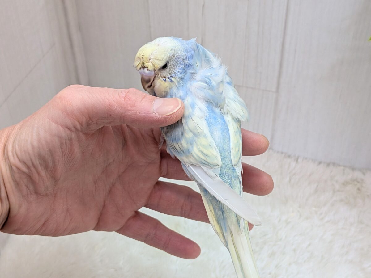 くるんくるんのかまってちゃん🌀梵天セキセイインコさん 梵天セキセイインコ