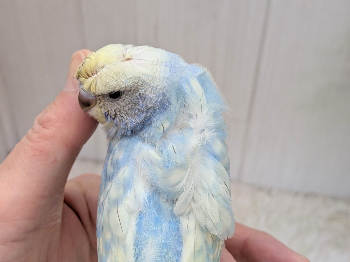 くるんくるんのかまってちゃん🌀梵天セキセイインコさん 梵天セキセイインコ