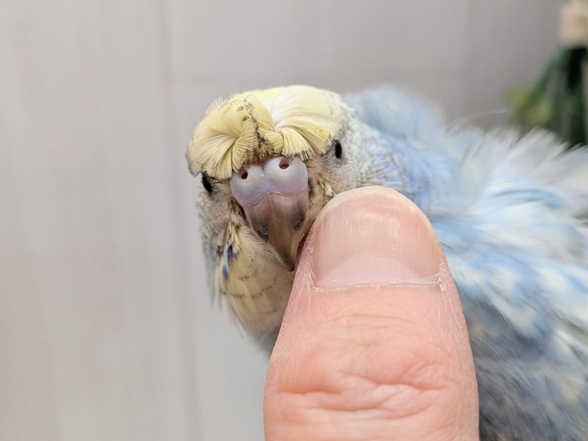 くるんくるんのかまってちゃん🌀梵天セキセイインコさん 梵天セキセイインコ