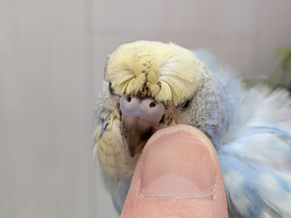 くるんくるんのかまってちゃん🌀梵天セキセイインコさん 梵天セキセイインコ