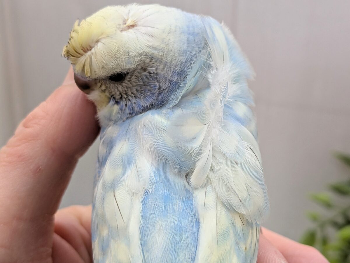 くるんくるんのかまってちゃん🌀梵天セキセイインコさん 梵天セキセイインコ