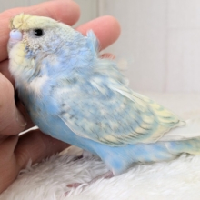 くるんくるんのかまってちゃん🌀梵天セキセイインコさん