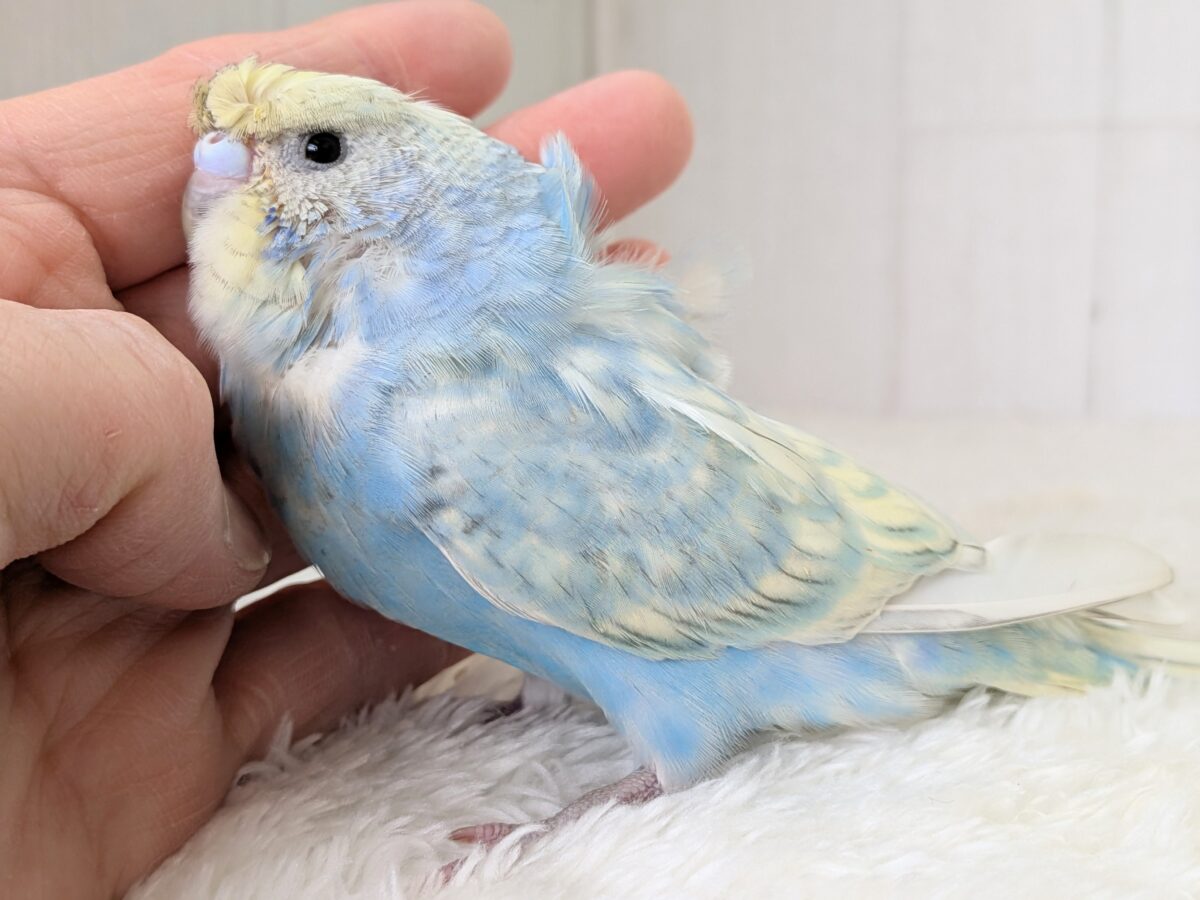 くるんくるんのかまってちゃん🌀梵天セキセイインコさん
