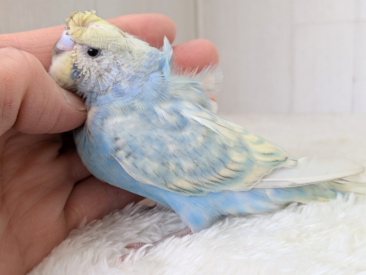 くるんくるんのかまってちゃん🌀梵天セキセイインコさん 梵天セキセイインコ