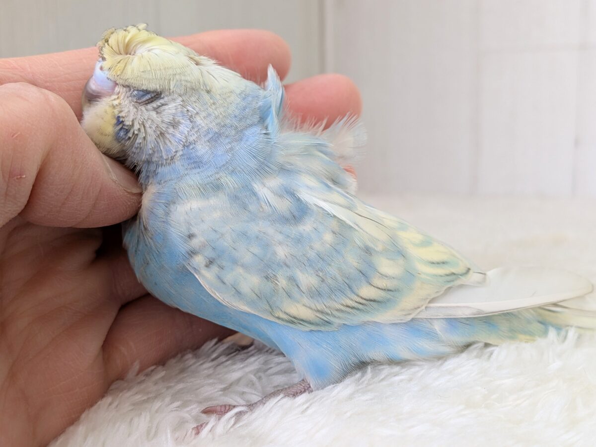 くるんくるんのかまってちゃん🌀梵天セキセイインコさん 梵天セキセイインコ