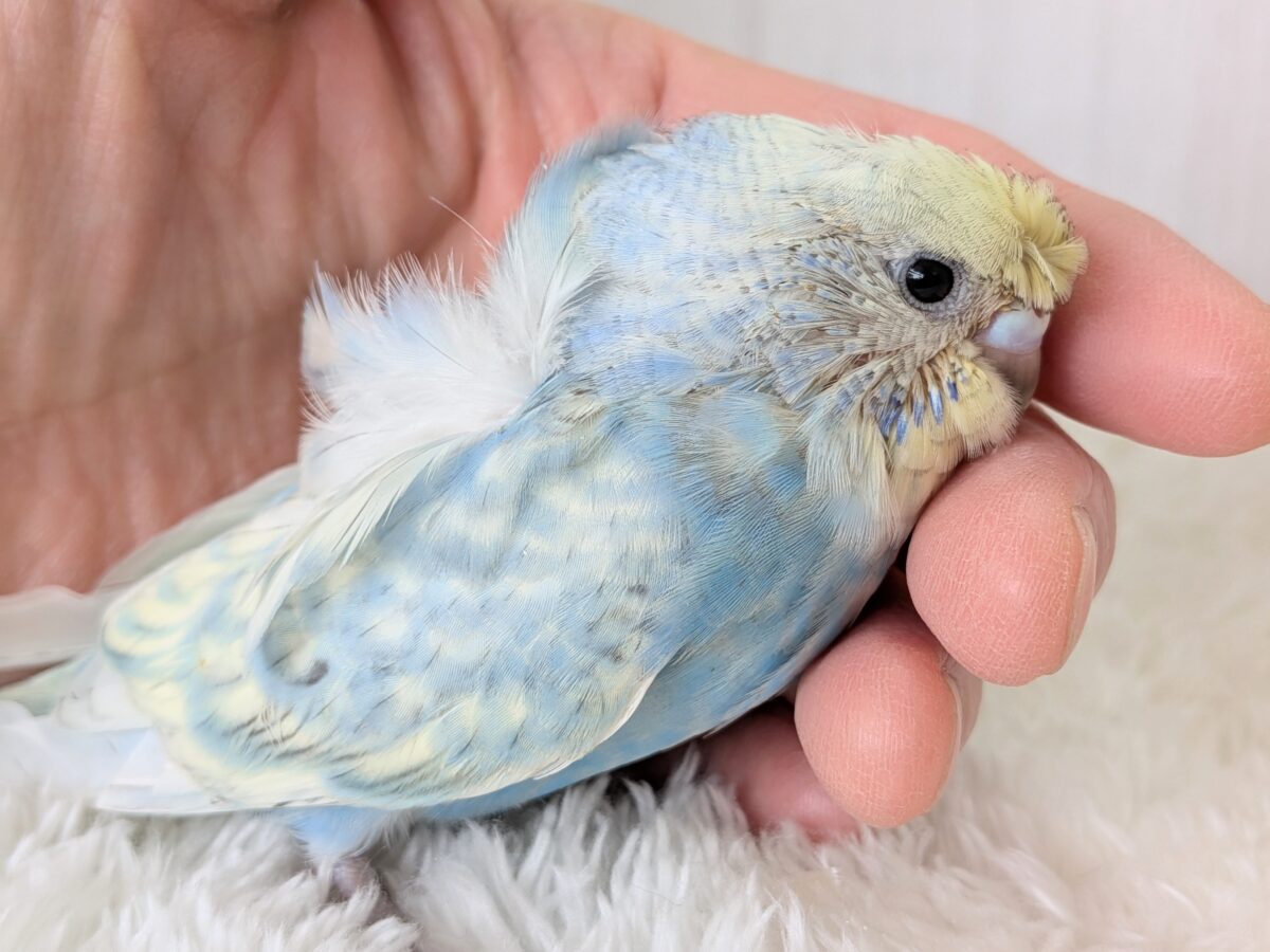 くるんくるんのかまってちゃん🌀梵天セキセイインコさん 梵天セキセイインコ