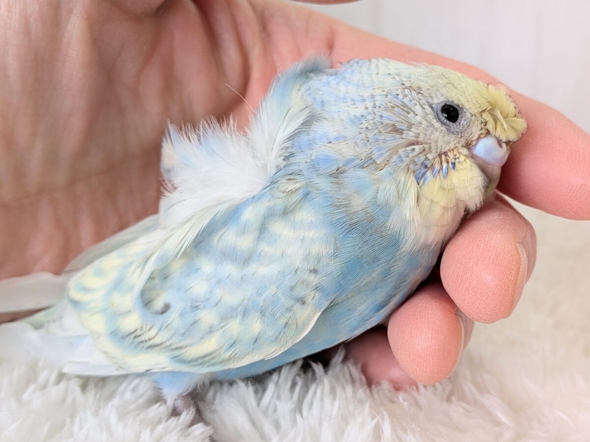 くるんくるんのかまってちゃん🌀梵天セキセイインコさん 梵天セキセイインコ