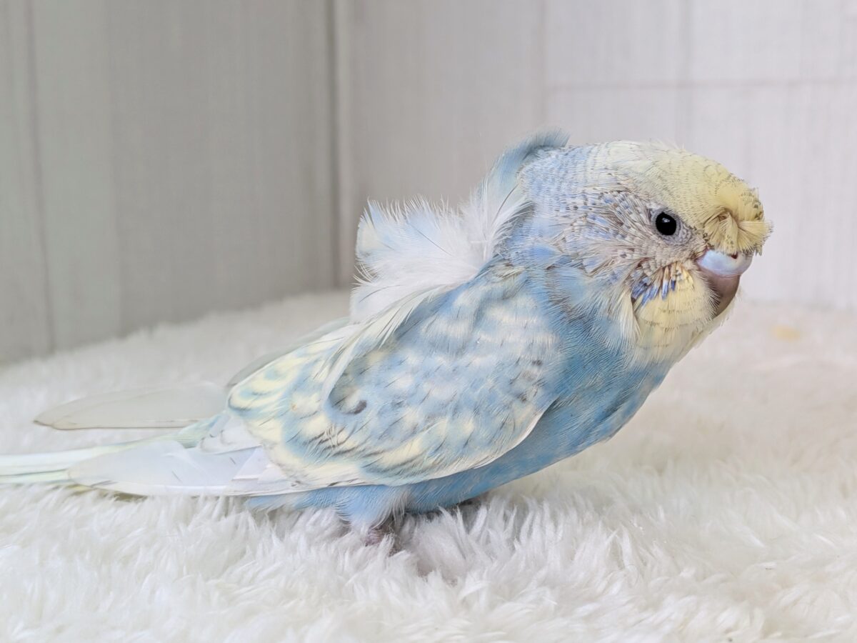 くるんくるんのかまってちゃん🌀梵天セキセイインコさん 梵天セキセイインコ