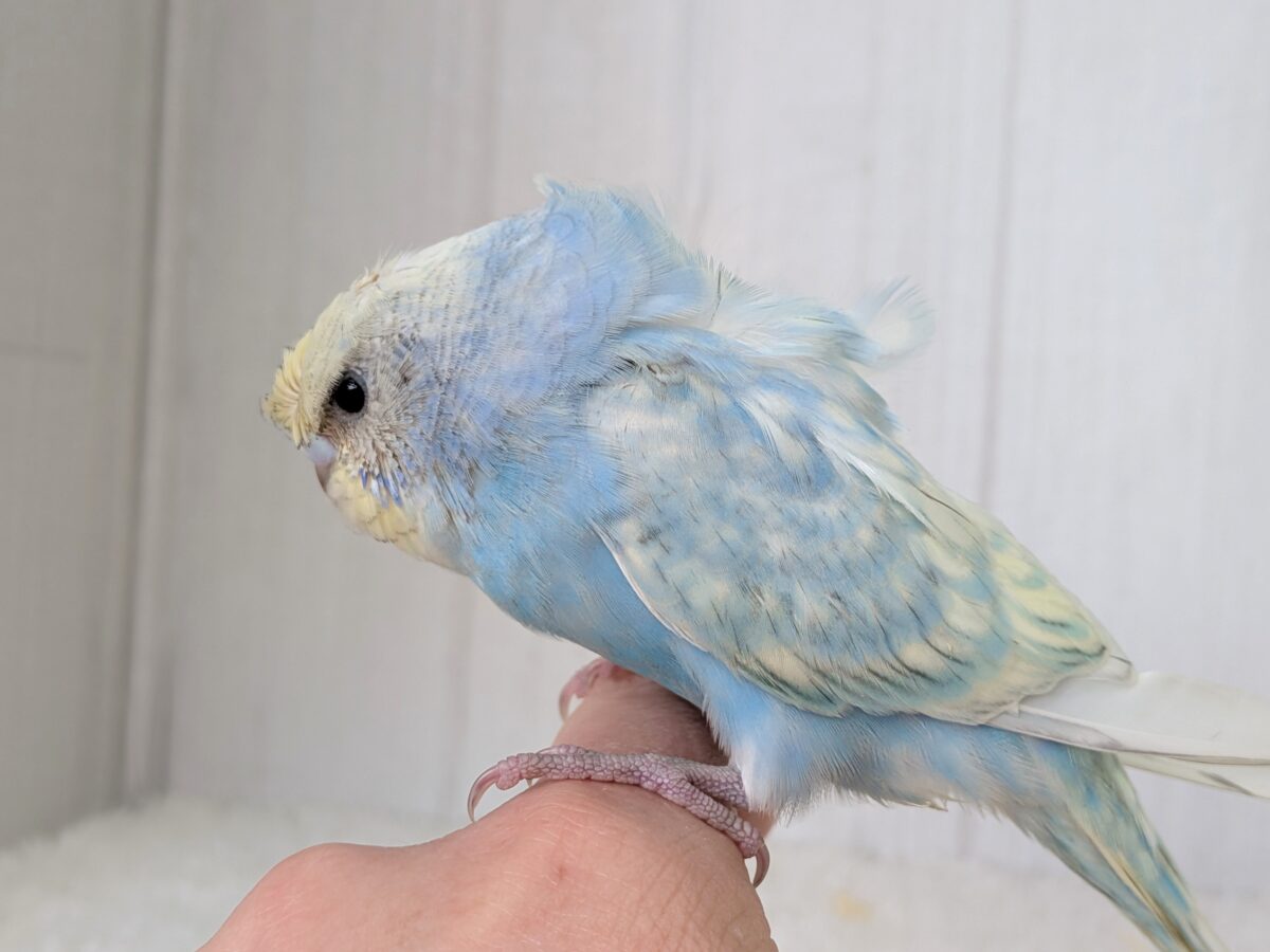 くるんくるんのかまってちゃん🌀梵天セキセイインコさん 梵天セキセイインコ