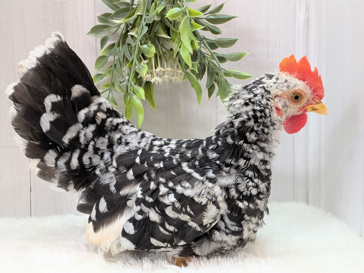 白黒斑模様がステキな碁石チャボ 男の子 碁石チャボ(ゴイシチャボ)