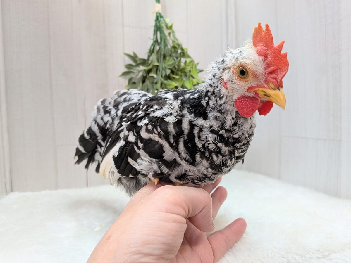 白黒斑模様がステキな碁石チャボ 男の子 碁石チャボ(ゴイシチャボ)