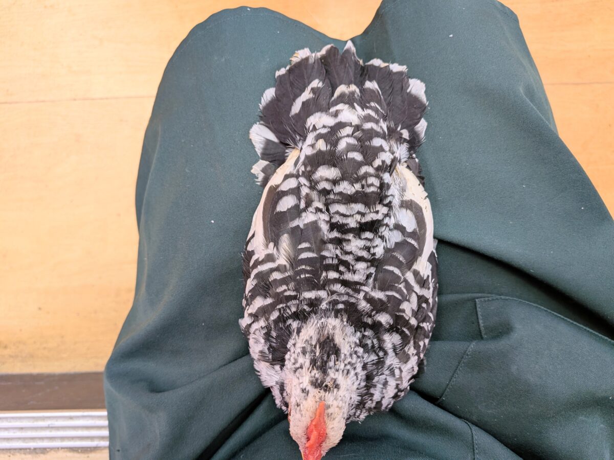 白黒斑模様がステキな碁石チャボ 男の子 碁石チャボ(ゴイシチャボ)