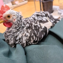 白黒斑模様がステキな碁石チャボ　男の子