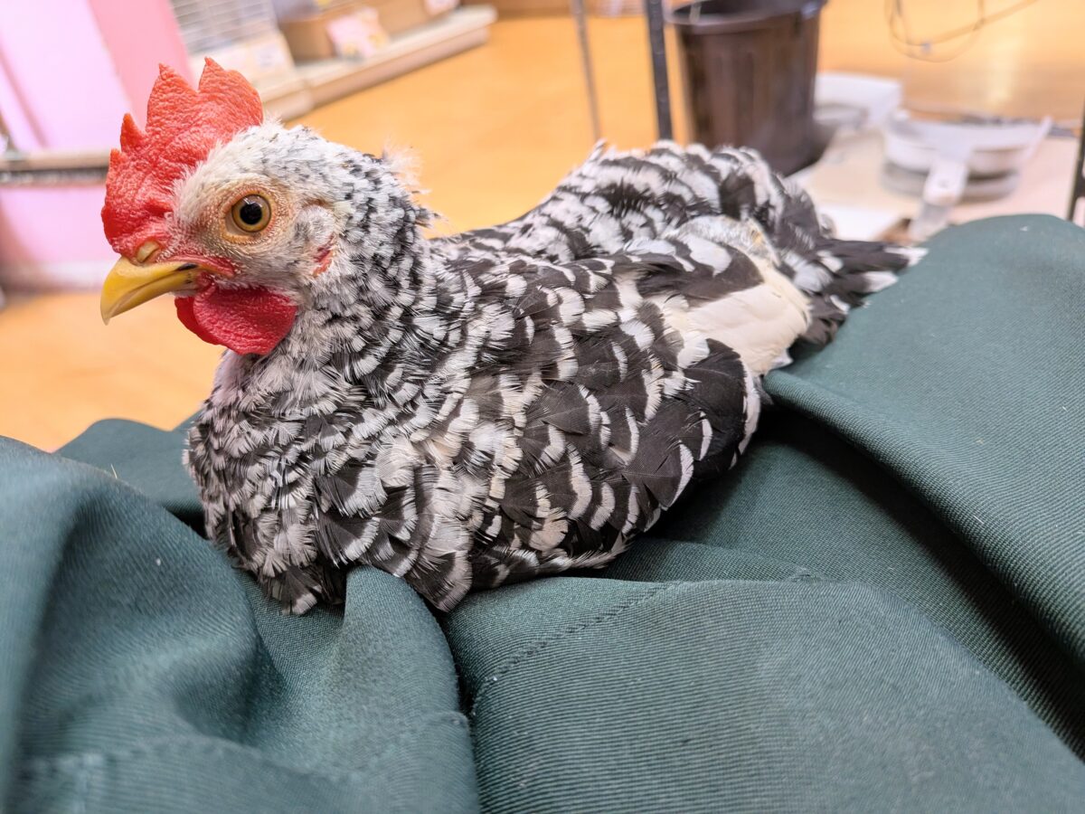 白黒斑模様がステキな碁石チャボ　男の子