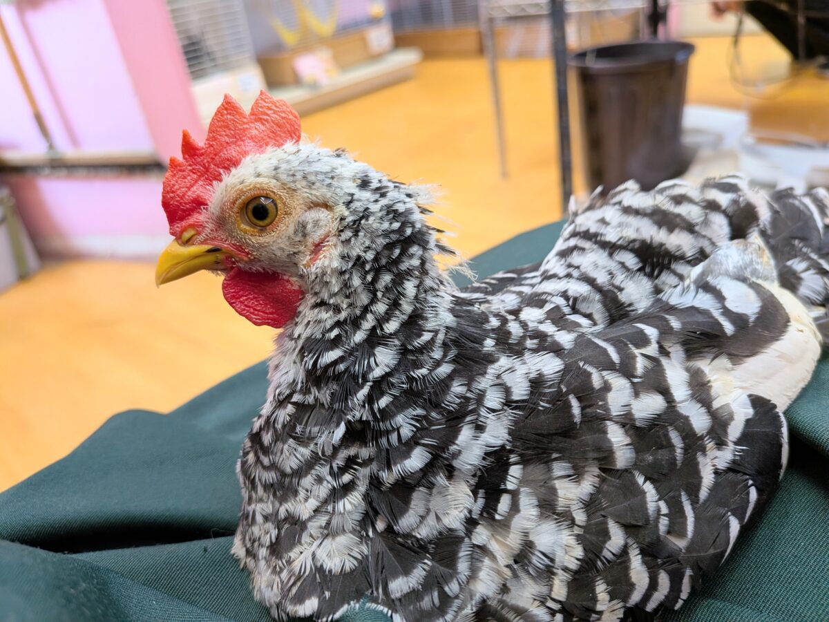 白黒斑模様がステキな碁石チャボ 男の子 碁石チャボ(ゴイシチャボ)