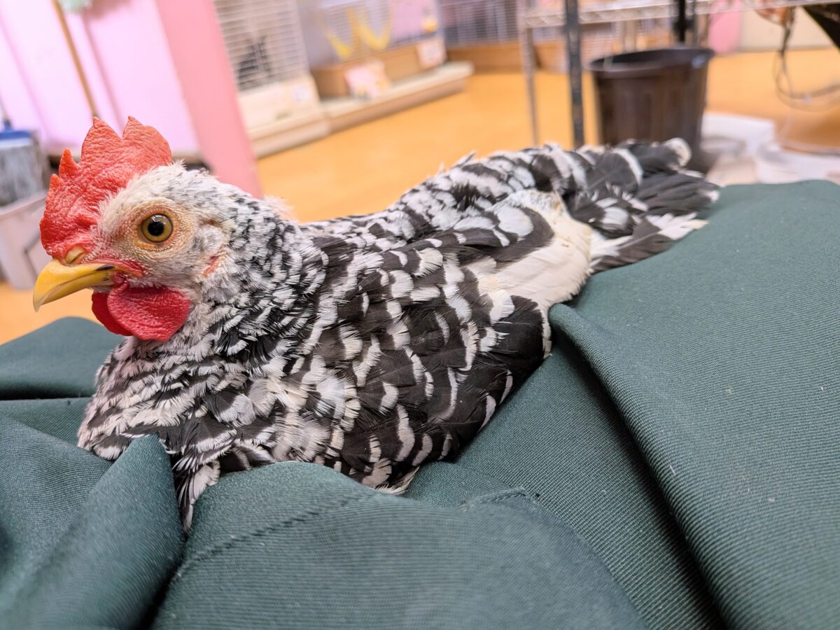 白黒斑模様がステキな碁石チャボ 男の子 碁石チャボ(ゴイシチャボ)