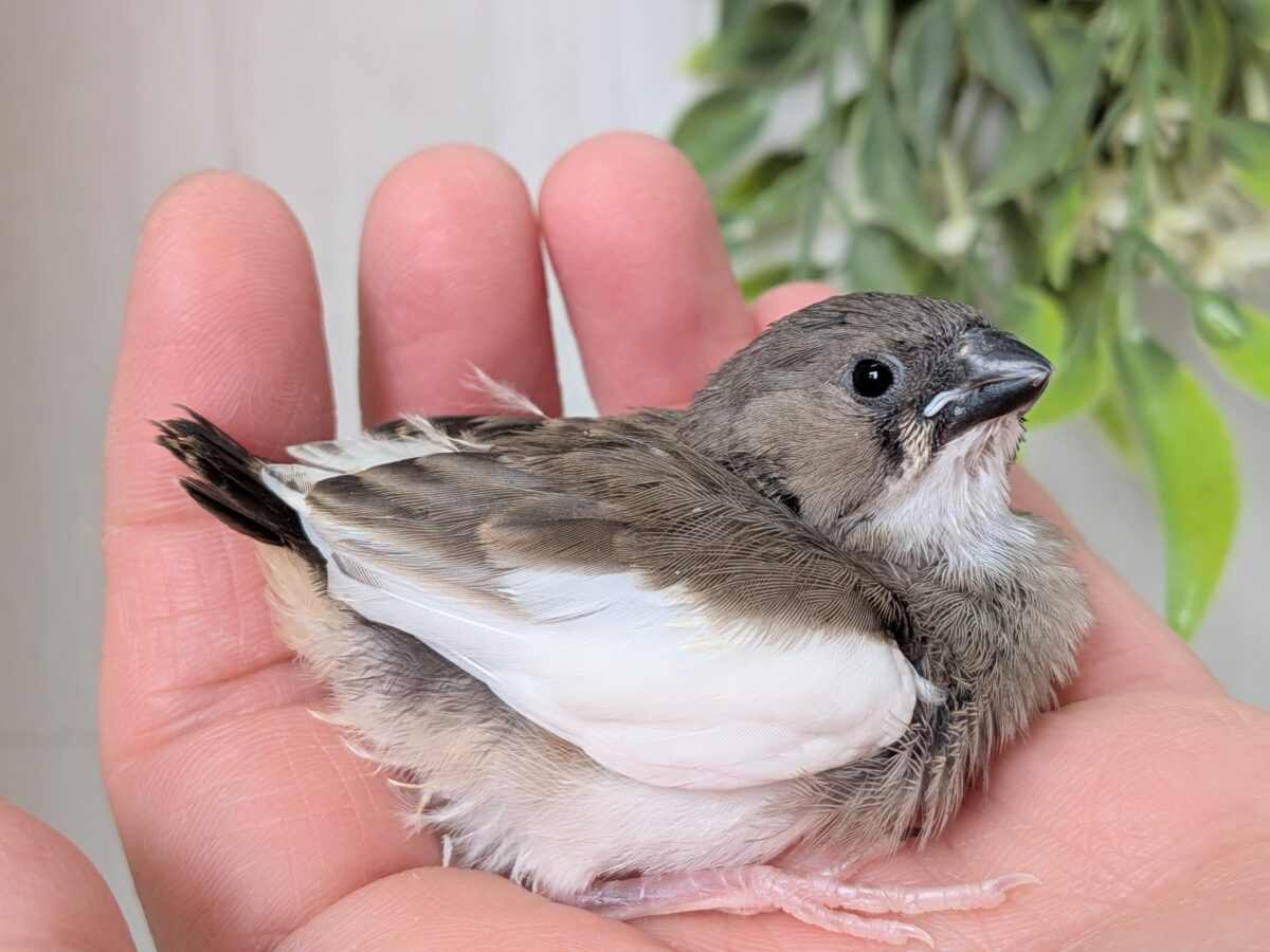 錦花鳥（キンカチョウ）