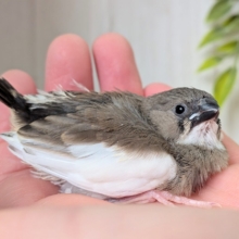 白が多めなんです！キンカ鳥色変わりヒナさん