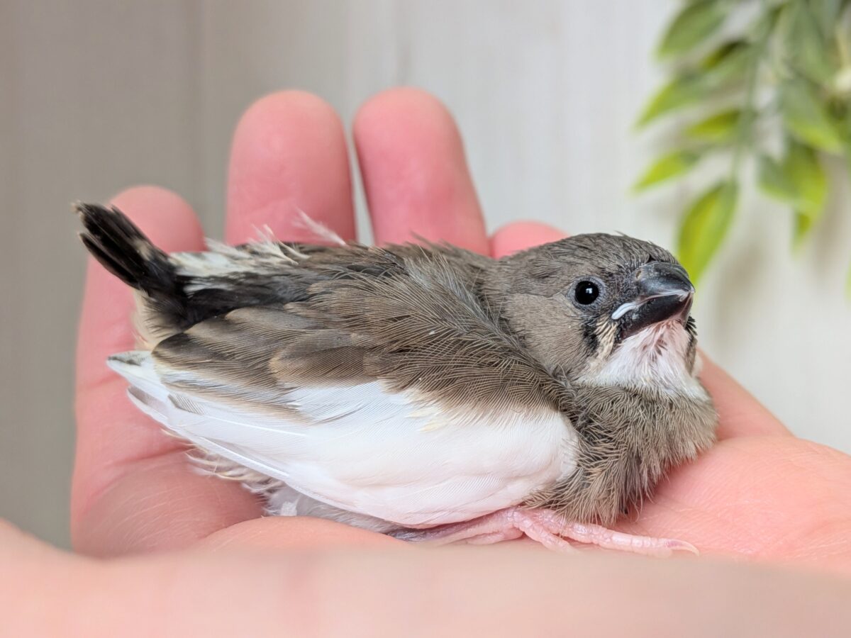 白が多めなんです！キンカ鳥色変わりヒナさん