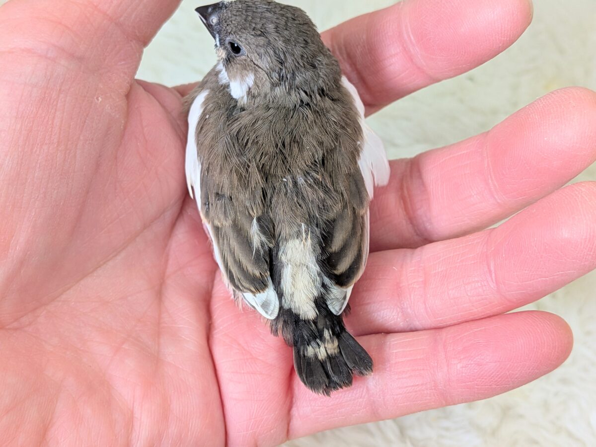 錦花鳥（キンカチョウ）
