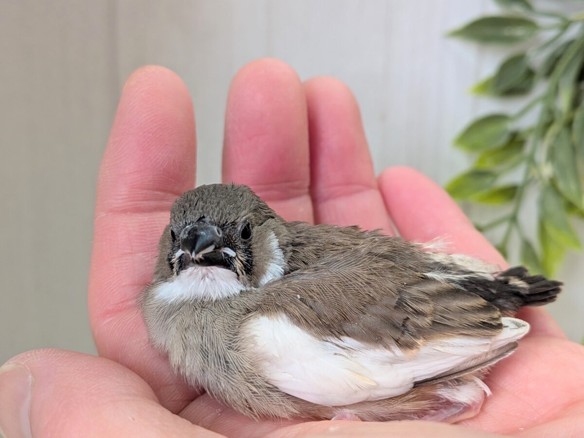 錦花鳥（キンカチョウ）