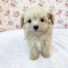 可愛すぎて滅っっっ✌🔥　ハーフ犬（チワワ×トイプードル）の女のコ💗　2026/6/24撮影