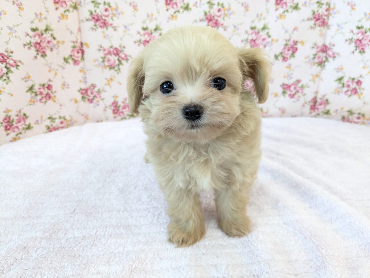 可愛すぎて滅っっっ✌🔥　ハーフ犬（チワワ×トイプードル）の女のコ💗　2026/6/24撮影