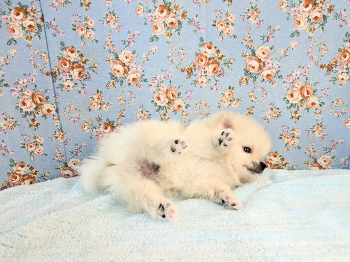 ポメラニアン