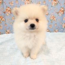 みんなが笑顔になる✨ハッピースマイル🥰　ポメラニアンの男のコ💙　2026/6/24撮影