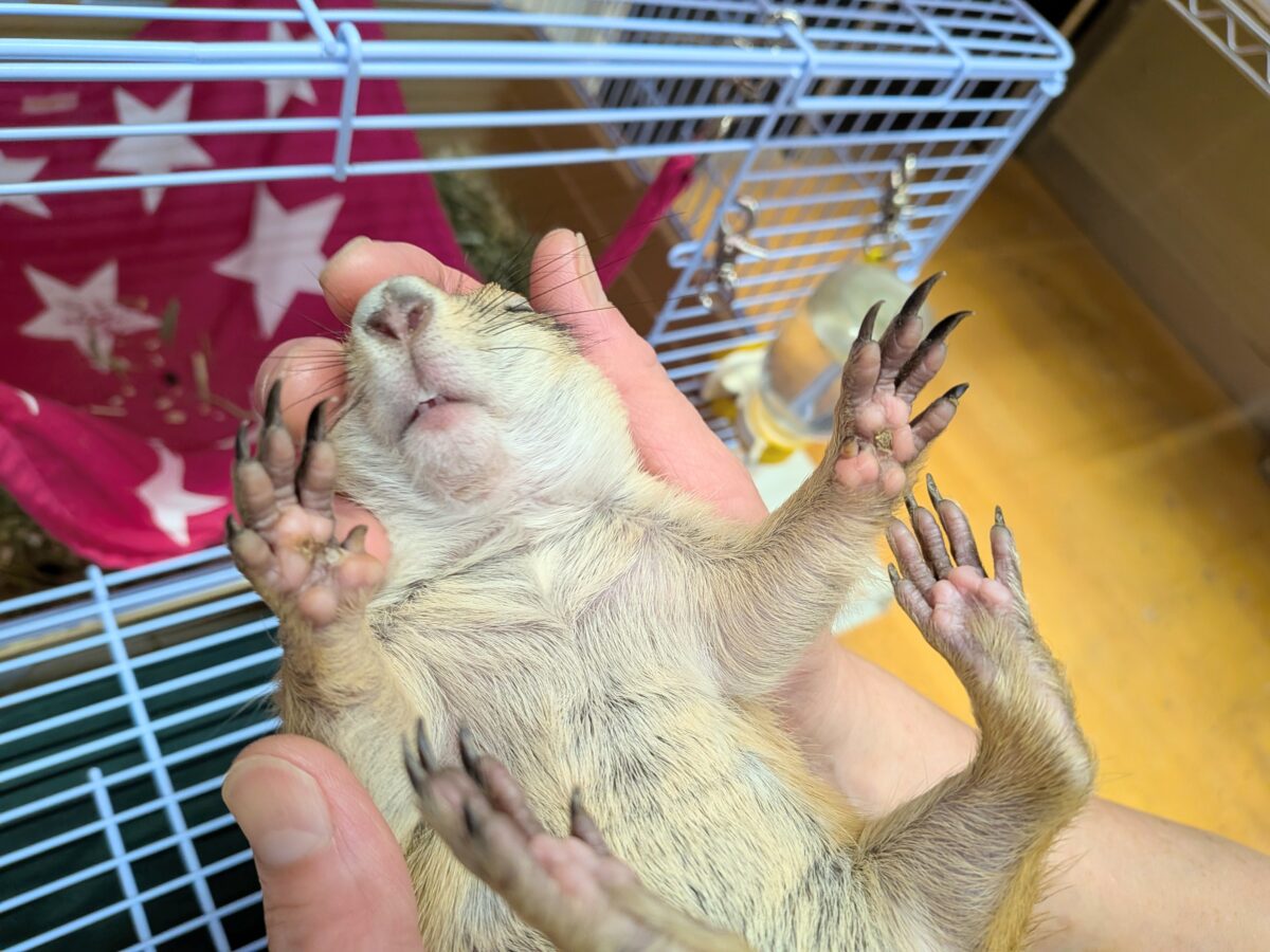 プレーリードッグ