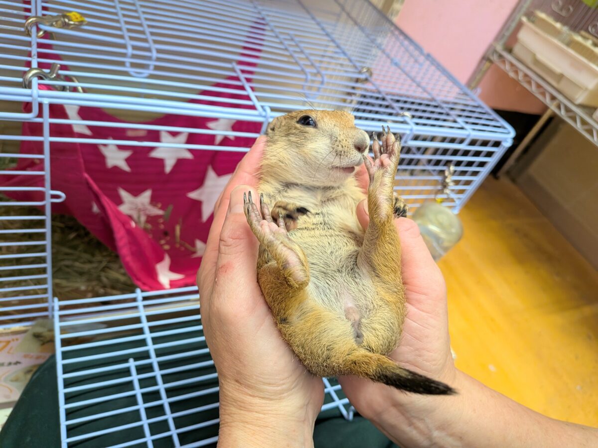 プレーリードッグ