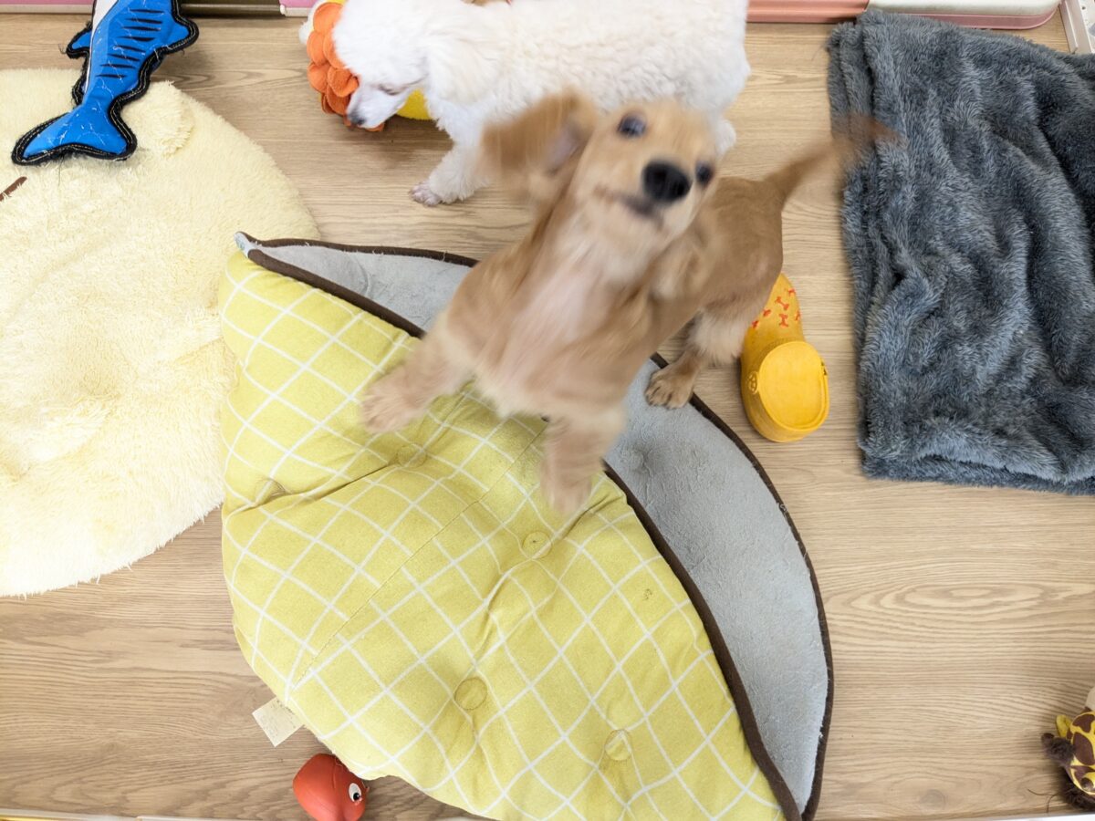ミニチュアダックス