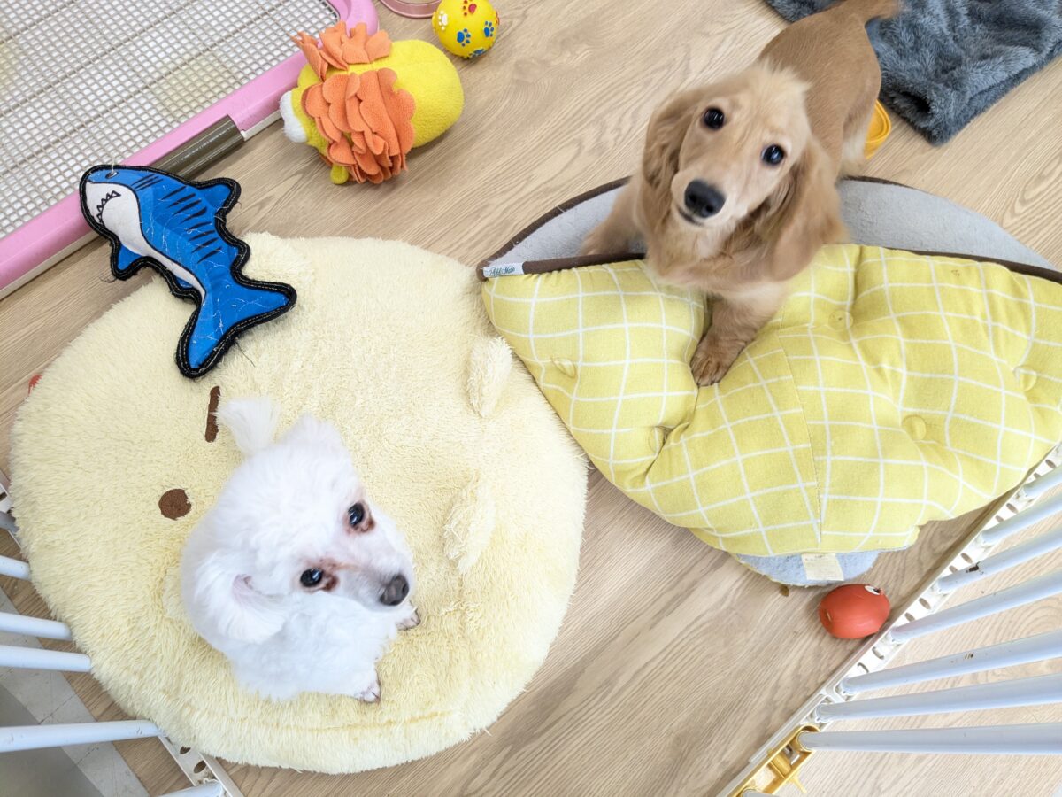 ミニチュアダックス