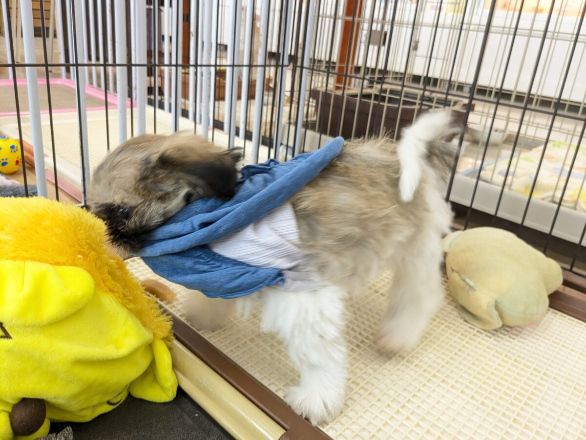 シーズー
