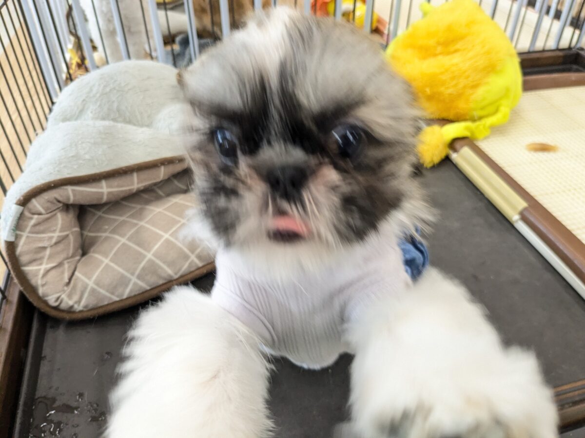 シーズー